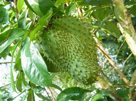 The fruit can grow as large as 30 centimetres (12 inches) long and 15 cm (6 in) in diameter, and it typically weighs 1 to 3 kilograms (2 to 7 pounds). BUMI HIJAU NURSERY (002279488-D): Benih Durian Belanda