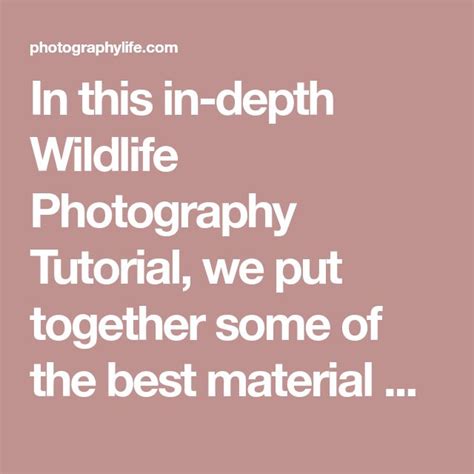 the ultimate wildlife photography tutorial page 6 of 14 photography tutorials wildlife