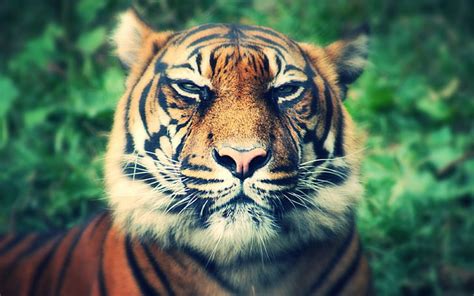 Tigre Fondos Depredadores Hocico Ojos Entrecerrar Los Ojos Fondo
