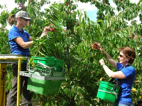 Central Cherries Ripe For The Picking Otago Daily Times Online News