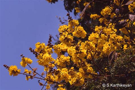 While the movie cactus is laden with blooms, a cereus is not much to look at the rest of the year. Flowering Trees - I - Karthik's Journal