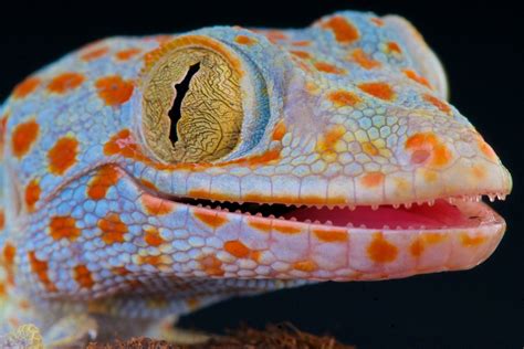 The Tokay Gecko Is A Masterclass In Tail Shedding Australian Geographic