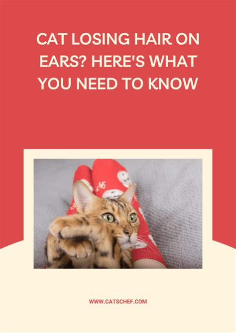 Cat Losing Hair On Ears Heres What You Need To Know