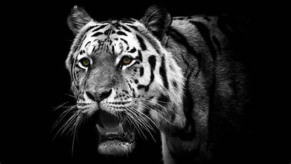 Tiger Background Wallpapers Backgrounds Desktop Animals 3d