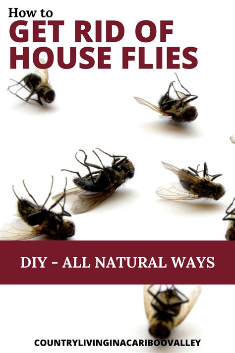How To Get Rid Of Flies Inside Your House Latest News