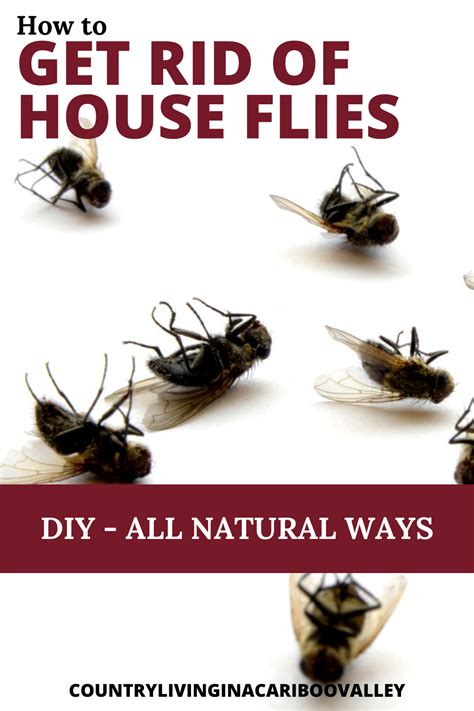 We'll help you find your ideal route. Natural Ways to Get Rid of House Flies | Get rid of flies ...