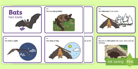 Bat Information Fact Cards Teacher Made Twinkl