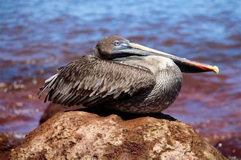 The Galapagos Islands Birds Of A Feather