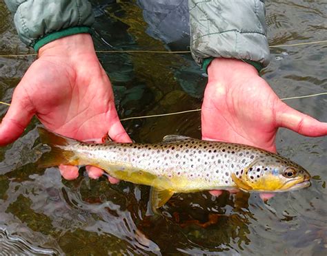 Spring Fly Fishing Has Arrived In The Smokies Laptrinhx News