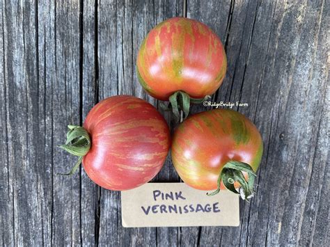 Pink Vernissage Open Pollinated Tomato Seeds Organically Etsy