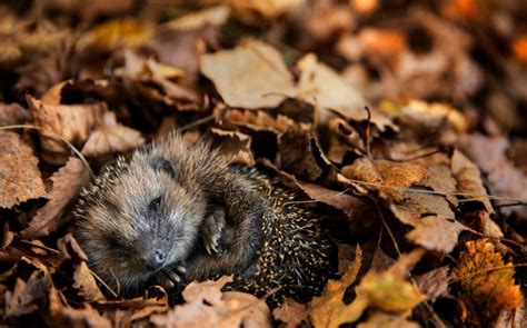 Hibernation : TOP 15 des animaux qui hibernent