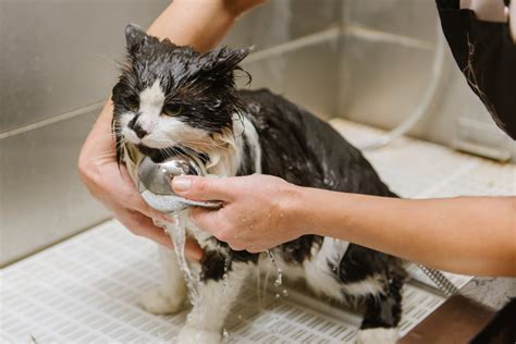 Best Cat Grooming Tips What Cats Need Grooming