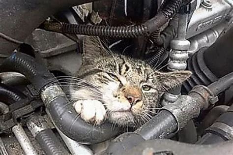 Miracle Kitten Survives 20 Mile Car Journey Stuck In Red Hot Engine Irish Mirror Online