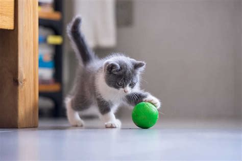 How To Play With A Kitten Small Door Veterinary
