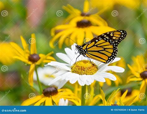 Monarch Buttterfly Perched On A Daisy Flower Stock Photo Image Of