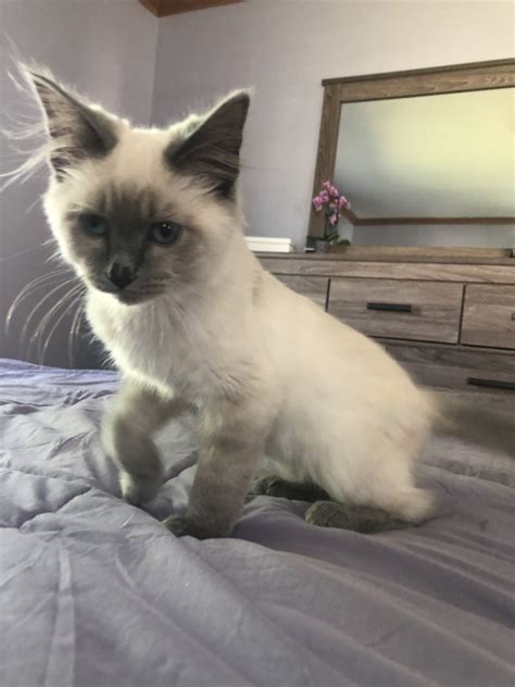Lilac Point Siamese Kitten For Sale In Cary Chicago Illinois