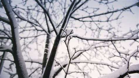 Wallpaper Trees Snow Winter Branch Frost Spring Freezing Tree