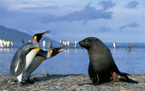 Penguins Seals Birds Beach Animals Wallpapers Hd Desktop And