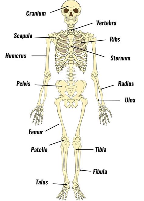 Image Result For Labelled Skeletal System In 2020 Human Bones Human