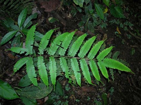 Pteris Quadriaurita Pteridaceae