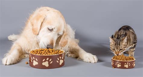 Guía Para Una Correcta Alimentación De Las Mascotas