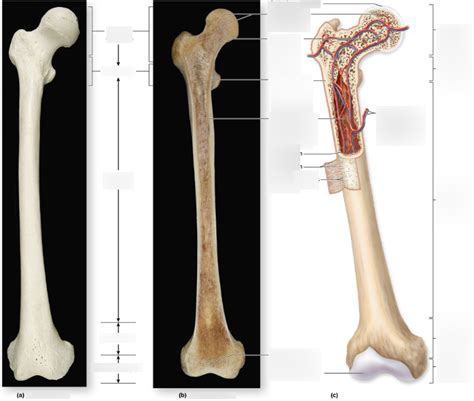 Gross Anatomy Of A Long Bone Diagram Quizlet