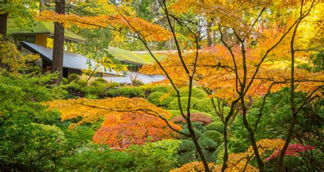 Fall Color Watch 2020 Portland Japanese Garden