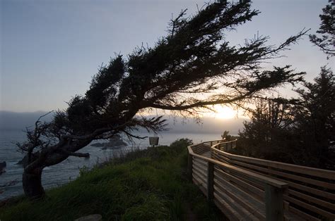 Alibaba.com offers 1,681 wind trees products. Wind Blown Tree