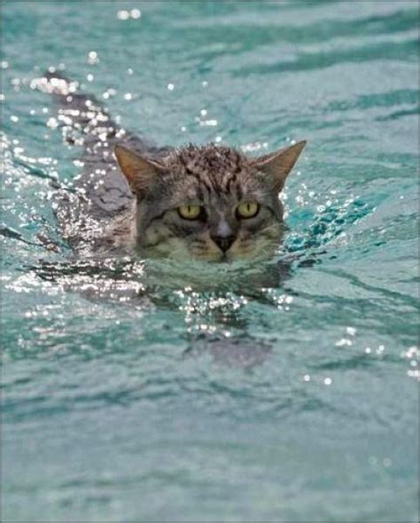 They don't remember being jealous once the moment has passed. Grumpy cat swimming ? Upload you cat pictures at www ...