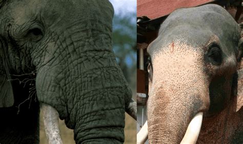 The Differences Between The African And Indian Elephant Hubpages