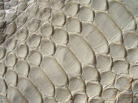 Texture Of Exotic Leather Python Skin White Snakes Stock Image