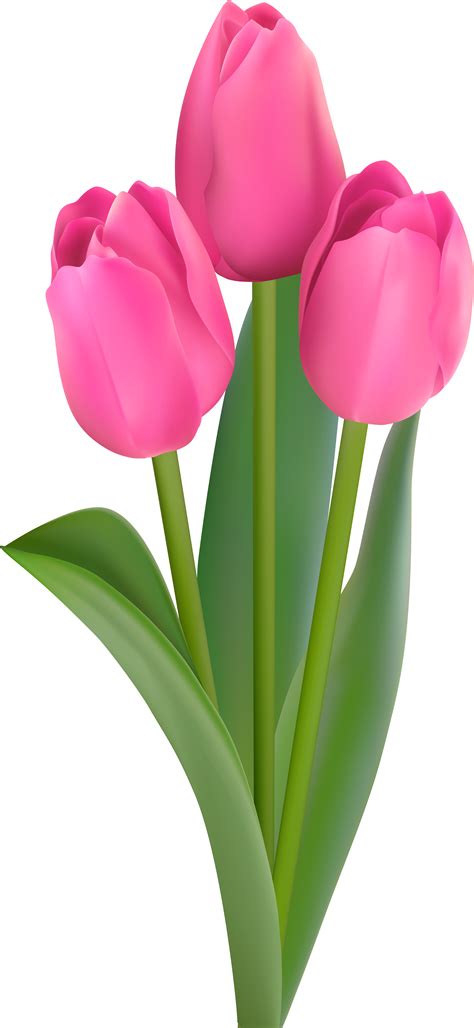Download Pink Tulips Transparent Clip Art Flower Full Size Png