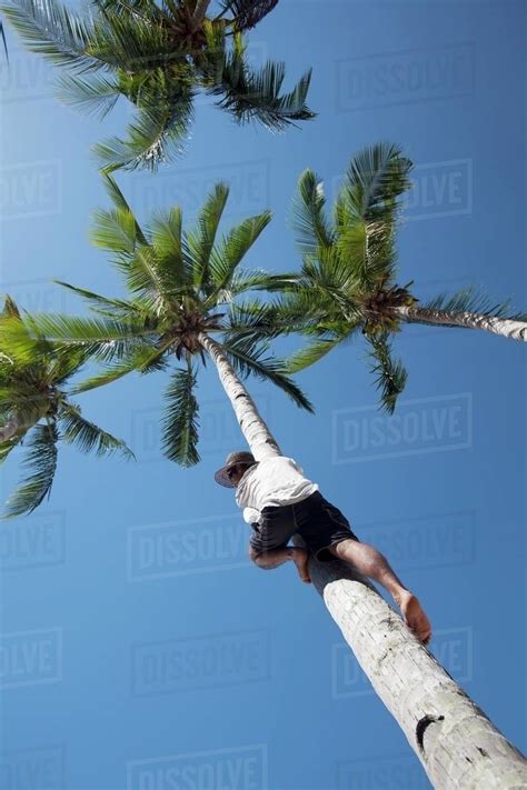 Man Climbing A Coconut Tree Bacuit Archipelago Palawan Philippines