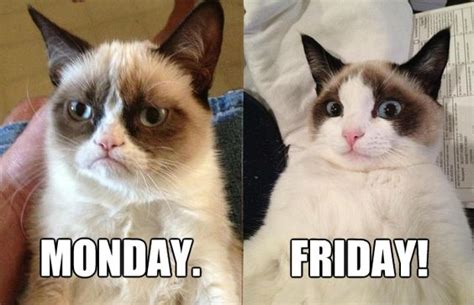 Happy Friday Everyone T Grumpy Cat Awesome Sayings