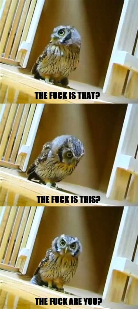 Keepin Babel At Bay 20 Hilariously Adorable Owl Memes