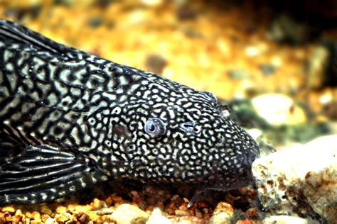 Plecostomus Hypostomus Plecostomus Aka Sucker Fish Plecostomus