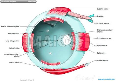 11 Best Anatomie Orbita Images On Pinterest Eye Drawings
