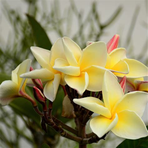 Yellow Plumeria Potted Plants For Sale Yellow Shades
