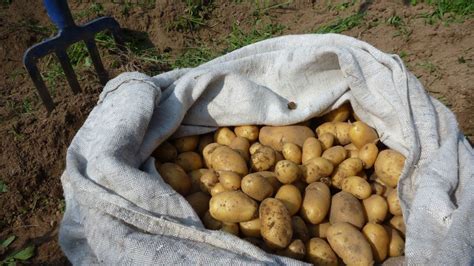 Boeing Used 20000 Pounds Of Potatoes To Test Its In Flight Wi Fi