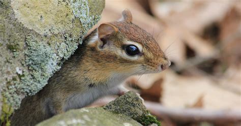 Chipmunks Are Booming But Get Ready For More