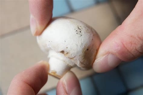 How To Tell When Fresh Mushrooms Go Bad Hunker