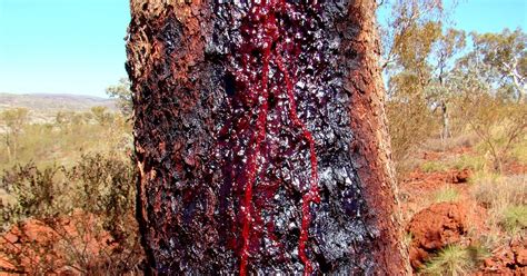 The Zombie Bloodwood Tree Odd Interesting