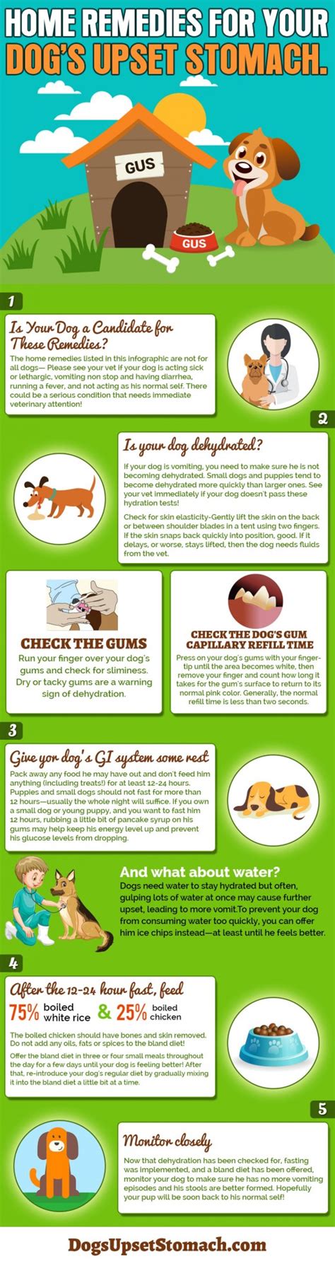 Vet Approved Home Remedies For Upset Stomachs In Dogs Pethelpful