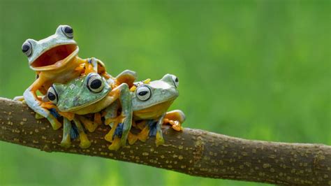 Wallpaper cute frog illustrations & vectors. nature, Frog, Amphibian, Animals Wallpapers HD / Desktop ...