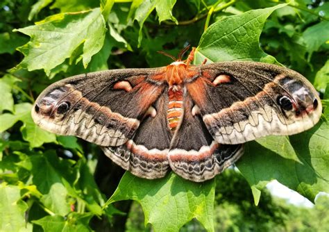 This Giant Silk Moth Hyalophora Cecropia Is The Largest Native