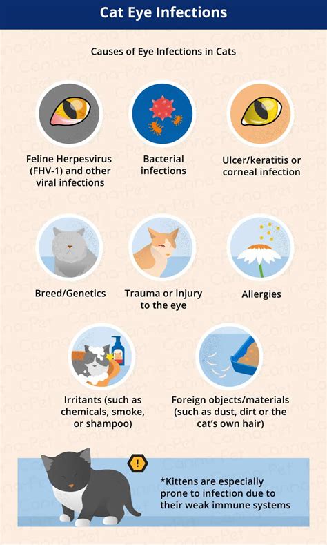 Cat Eye Infections Recognizing And Treating Your Cats Symptoms