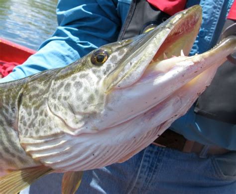 Maybe you would like to learn more about one of these? Brett Prettyman | The Salt Lake TribuneTiger muskies are a ...