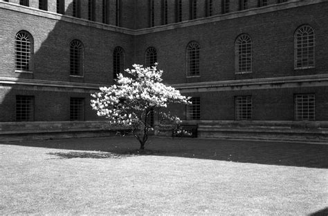 University Library Magnolia 1960 A Magnolia Tree Used To Flickr