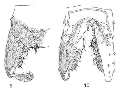 Urubicimbera Montana N Gen N Sp Male 9 Hypopygium Dorsal View