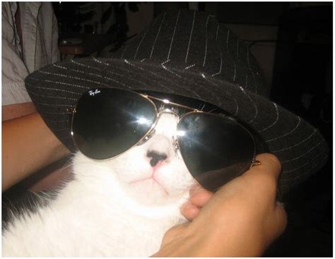 101 Cats Wearing Sunglasses Cat Sunglasses Cats Sunglasses